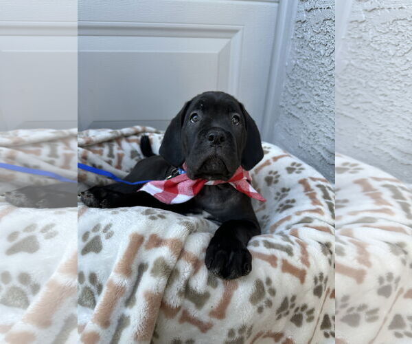 Medium Photo #2 Mutt Puppy For Sale in Goodyear, AZ, USA