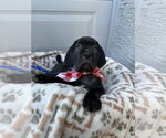 Small #1 Mutt