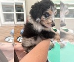 Small Photo #25 Aussiedoodle Puppy For Sale in LONGWOOD, FL, USA