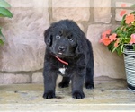 Small #6 Newfoundland