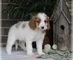 Small Photo #7 Goldendoodle Puppy For Sale in FREDERICKSBURG, OH, USA