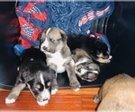 Puppy 2 Boxer-Siberian Husky Mix