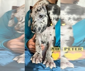 Great Dane Puppy for sale in COLUMBUS, OH, USA