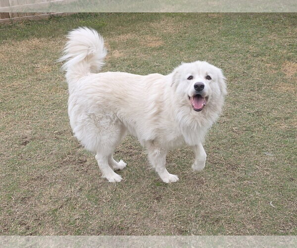 Medium Photo #21 Chow Chow-Great Pyrenees Mix Puppy For Sale in Houston, TX, USA