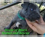 Small Photo #15 American Pit Bull Terrier Puppy For Sale in DELAWARE, OH, USA