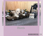 Small Photo #4 Poodle (Standard) Puppy For Sale in BERRYVILLE, AR, USA