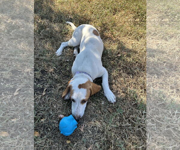 Medium Photo #2 Basset Hound Puppy For Sale in Carrollton, TX, USA