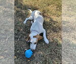 Small #1 Basset Hound