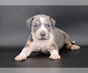 American Bully Puppy for sale in CHAMPAIGN, IL, USA