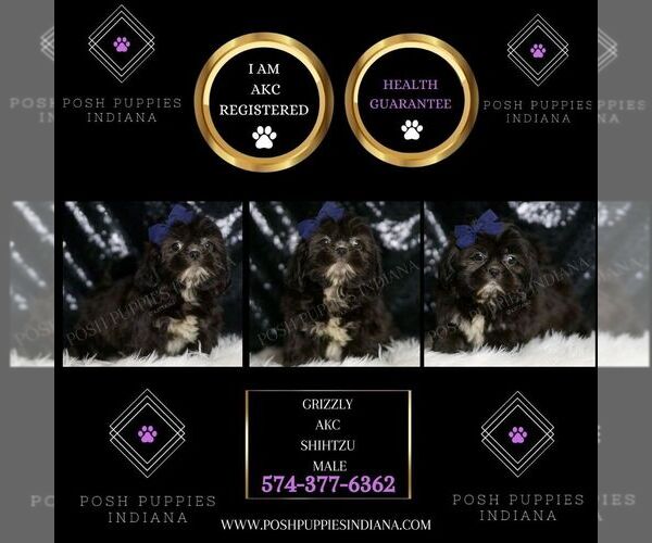 Medium Photo #3 Shih Tzu Puppy For Sale in WARSAW, IN, USA