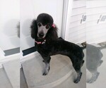 Small Photo #1 Poodle (Standard) Puppy For Sale in CARMEL, IN, USA