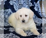 Small Photo #1 Labradoodle-Poodle (Miniature) Mix Puppy For Sale in GORDONVILLE, PA, USA