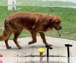 Small Photo #1 Golden Retriever Puppy For Sale in BYRON, GA, USA