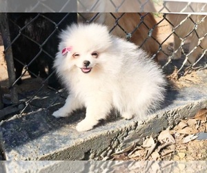 Pomeranian Puppy for sale in DAWSONVILLE, GA, USA