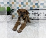 Small #2 Australian Cattle Dog