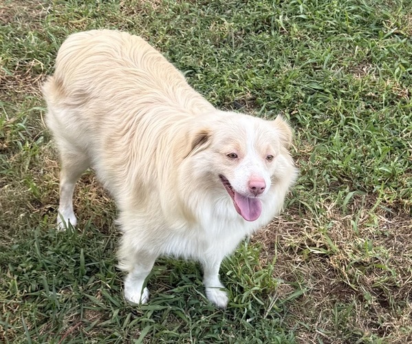 Medium Photo #1 Goldendoodle-Miniature Australian Shepherd Mix Puppy For Sale in ARAB, AL, USA