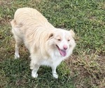 Small Photo #1 Goldendoodle-Miniature Australian Shepherd Mix Puppy For Sale in ARAB, AL, USA