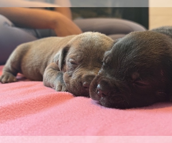 Medium Photo #14 Cane Corso Puppy For Sale in VAN BUREN TWP, MI, USA