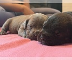 Small #13 Cane Corso