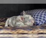 Small Photo #7 French Bulldog Puppy For Sale in CHARLOTTE, NC, USA