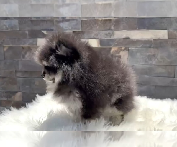 Medium Photo #11 Pomeranian Puppy For Sale in BEVERLY HILLS, CA, USA