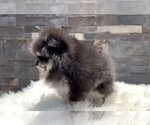 Small #10 Pomeranian