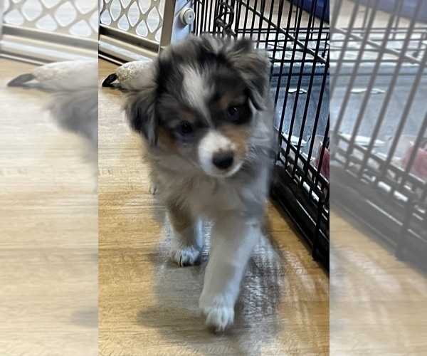 Medium Photo #7 Miniature Australian Shepherd Puppy For Sale in FORT MORGAN, CO, USA