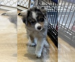Small #6 Miniature Australian Shepherd