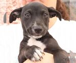 Small #5 Labrador Retriever Mix