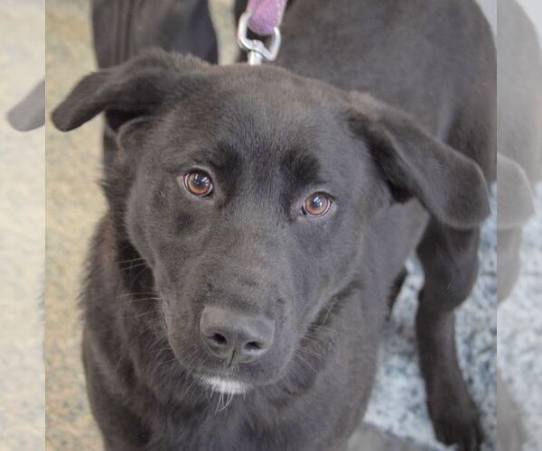 Medium Photo #6 Rottweiler-Unknown Mix Puppy For Sale in Huntley, IL, USA