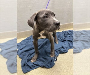 Mutt Dogs for adoption in Las Vegas, NV, USA