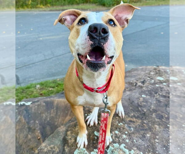 Medium Photo #4 American Pit Bull Terrier Puppy For Sale in Canton, CT, USA