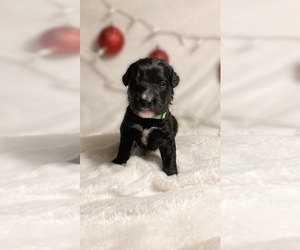 Bernedoodle Puppy for sale in HUTTO, TX, USA