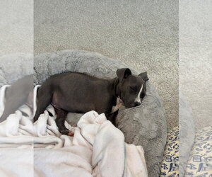 Nickel - Male Mutt Dog for Adoption - Photo #4