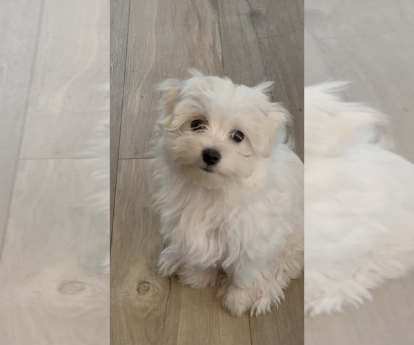 Medium Photo #15 Maltese Puppy For Sale in CULLMAN, AL, USA