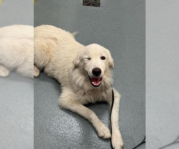 Medium Photo #1 Great Pyrenees-Unknown Mix Puppy For Sale in Baytown, TX, USA