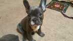 Small Photo #9 French Bulldog Puppy For Sale in GRANADA HILLS, CA, USA