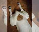 Small #5 Boxer Mix