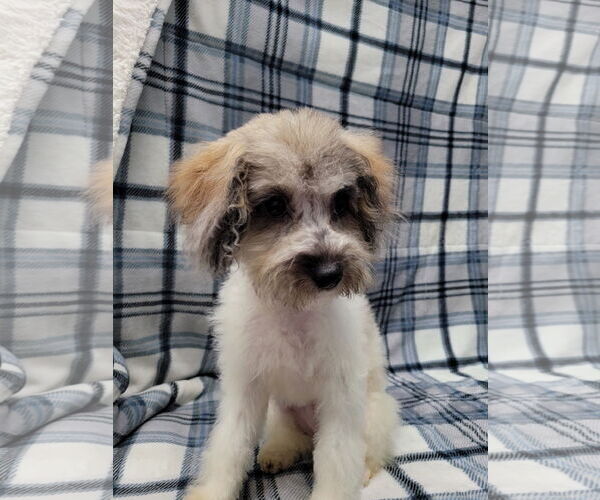 Medium Photo #2 Mutt Puppy For Sale in Lincolnwood, IL, USA