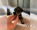 Puppy SP ORANGE Schnauzer (Miniature)