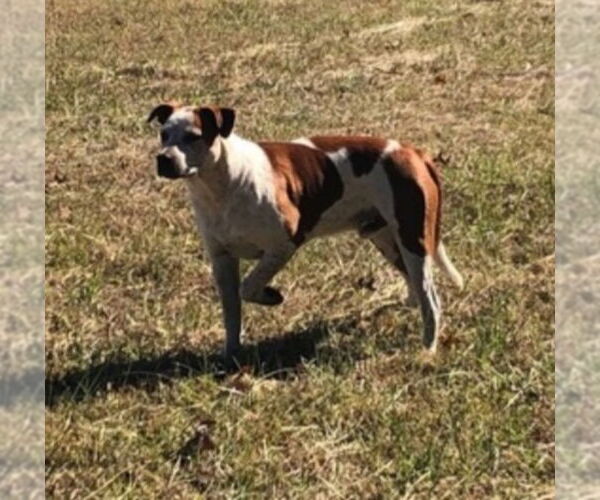 Medium Photo #1 Boxer-Unknown Mix Puppy For Sale in Winston Salem, NC, USA