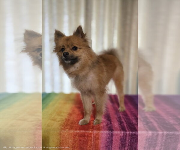 Medium Photo #3 Pomeranian-Unknown Mix Puppy For Sale in Social Circle, GA, USA