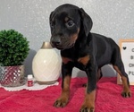 Small #4 Doberman Pinscher