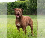 Small #1 American Pit Bull Terrier Mix
