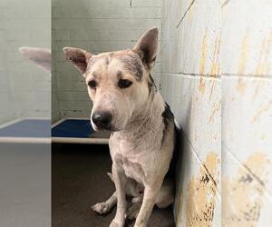 German Shepherd Dog Dogs for adoption in Stockton, CA, USA