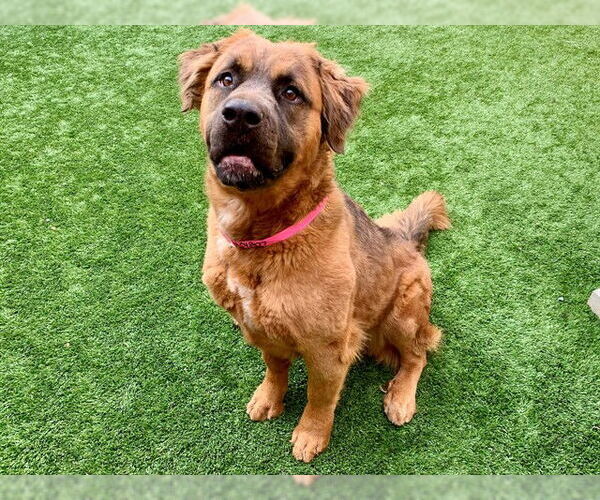 Medium Photo #1 Shepweiller Puppy For Sale in Moreno Valley, CA, USA