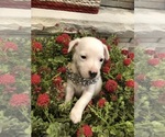 Small Photo #18 Jack Russell Terrier Puppy For Sale in MABLETON, GA, USA