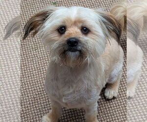 Havanese-Unknown Mix Dogs for adoption in Greensboro, NC, USA