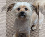 Small #1 Havanese Mix