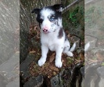 Small Photo #3 Pomsky Puppy For Sale in ORANGE PARK, FL, USA